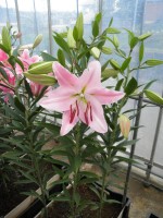 [1775 Caruso 2N No02.JPG]